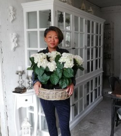 Kunstig lysegrøn hortensia plante H: 43 cm. pr. stk. - 1