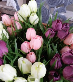 Kunstige lilla tulipaner i potte H: 23 cm.   - 3